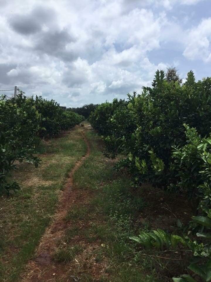 Cần bán, cho thuê, vườn  cây ăn trái bao gồm: 7 trăm cây sầu riêng ri6, 7 trăm cây bơ sáp da xanh,