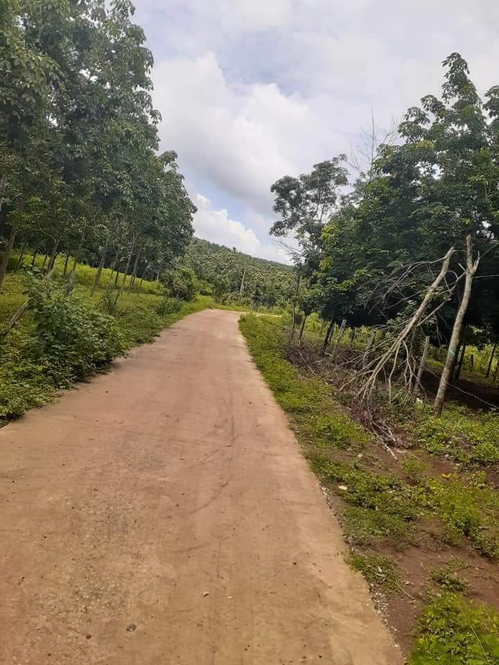 3 ha cao su đang cạo