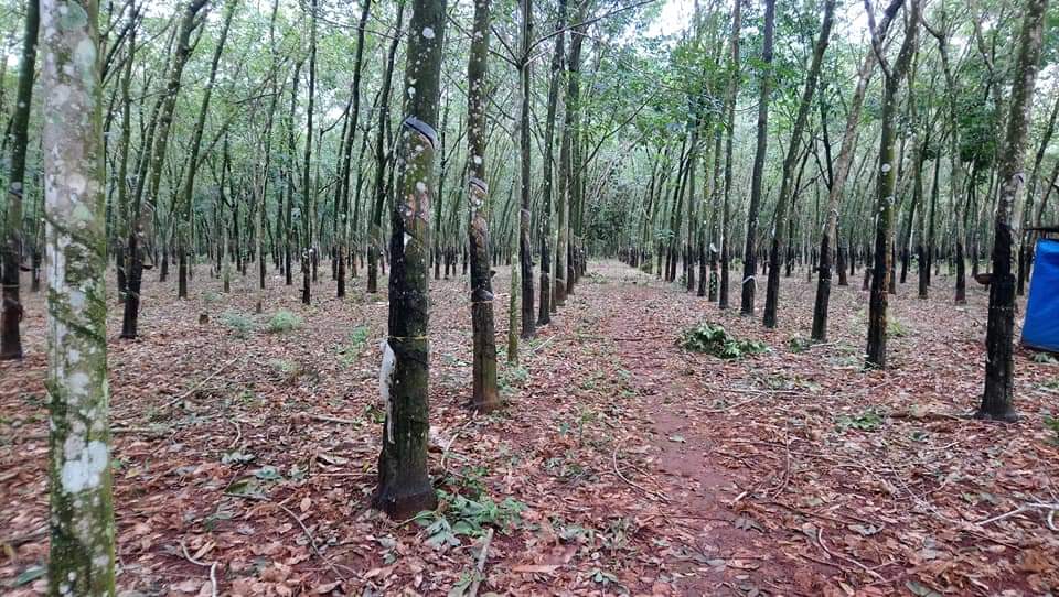 Cần Bán 2,1ha đất đỏ bazan, trong đó có 1,4ha caosu đang cạo mủ và 0,7ha trồng tiêu.