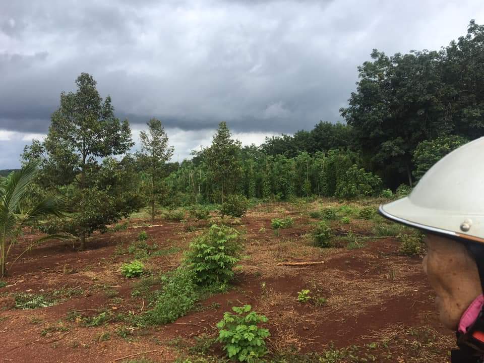 Bán 1,8 ha tiêu sầu riêng tại xã minh tâm huyện hớn quản