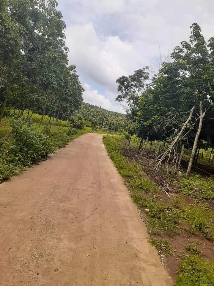 3h3 cao su cạo năm đầu tx bình long