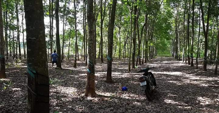 Đất  cao  su Cách ql 13 và chợ thanh lương chỉ 1km.