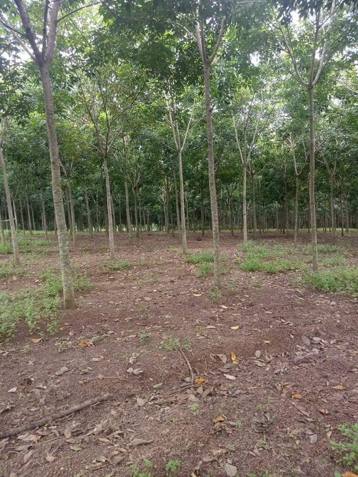 Bán đất cao su tại Tân Khai. DT gần 1.5ha có 400tc. Giá 3.5 tỷ