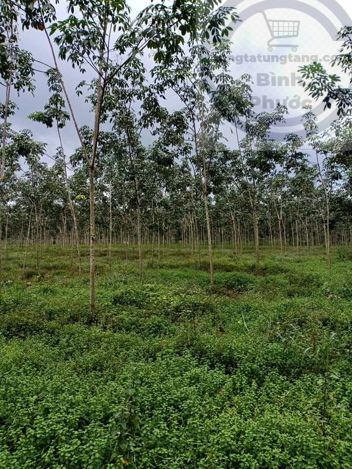 Cần bán 10.3ha cao su ở tân hưng giá 860tr/ha