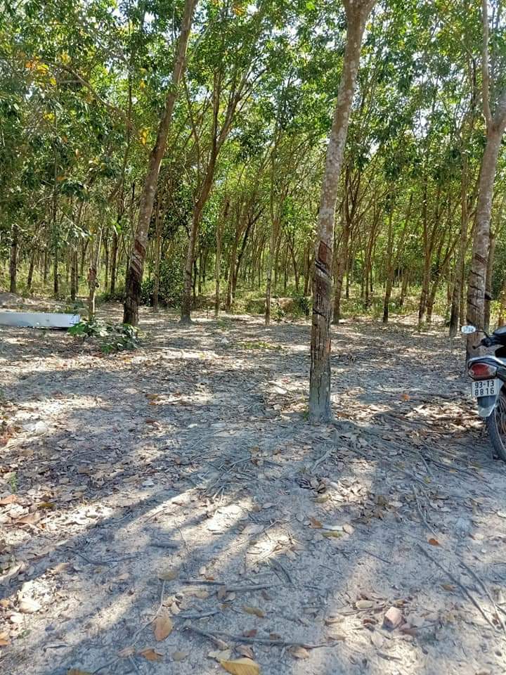 Ban đấtt…. Địa chỉ đồng nơ, diện tích 1 héc, giá 1 ty6