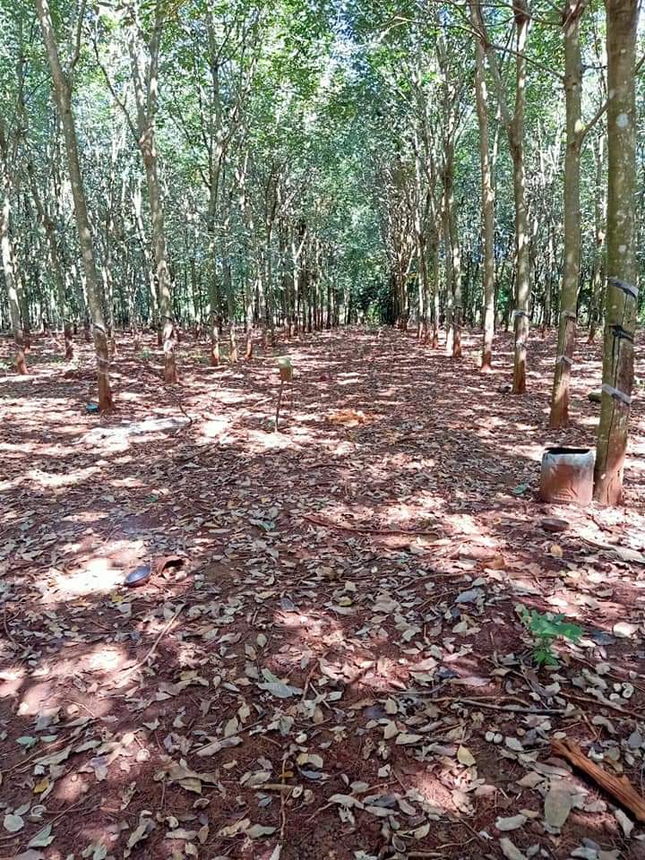 Bán đất,  địa chỉ Tân Quan, diện tích 1héc9, giá 2tỷ2