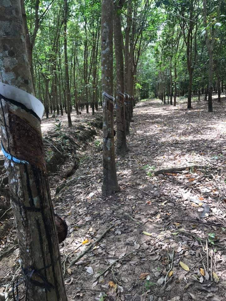 Bán đất…. Minh tâm,  giá 2 tỷ, dien tich 2 héc 3