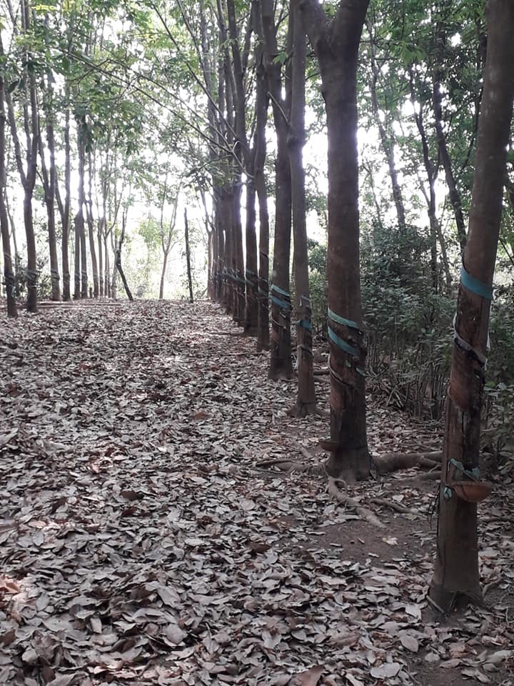 Bán 5,8 xào cao su có nhà