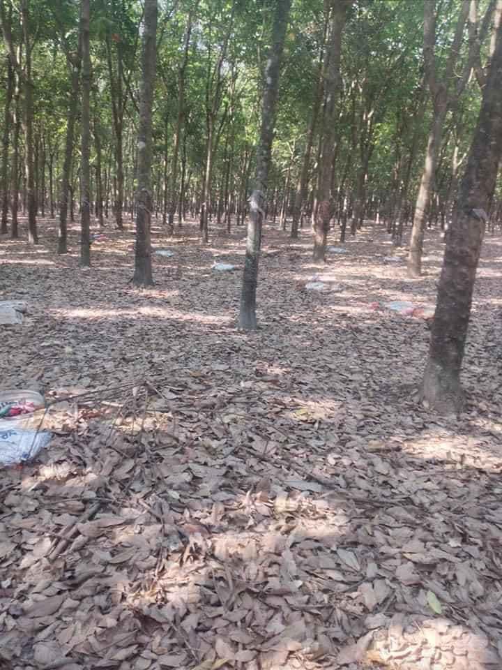 Cần bán 2,4ha cao su Minh tâm giá 1ti 1ha