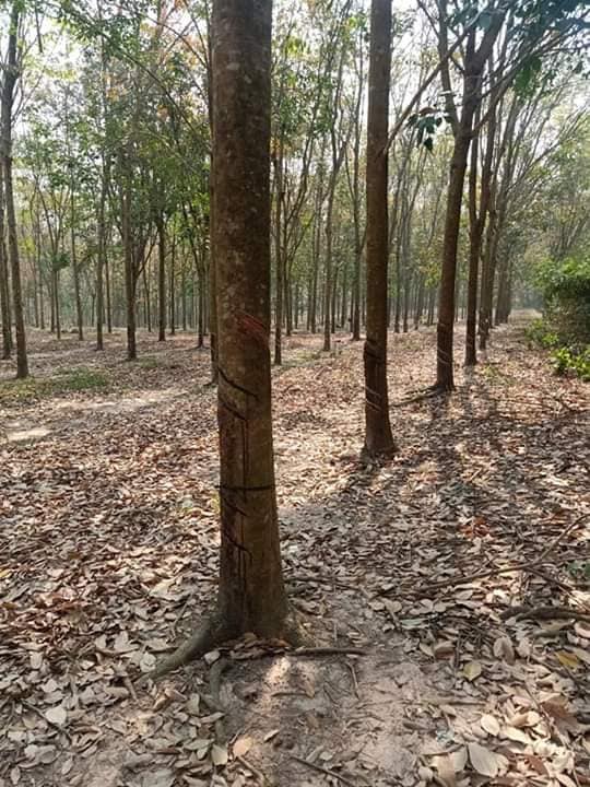 Bán 2,7ha cao su tân khai giá 5,5 tỉ