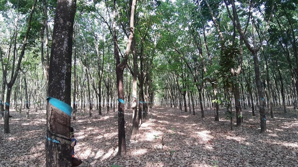 Cần bán 2,8ha cao su lộc ninh