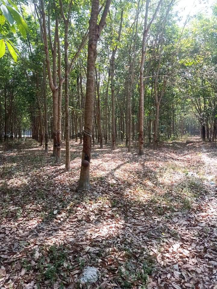 Bán đất Minh Hưng giá 2ty4 dt 123×64