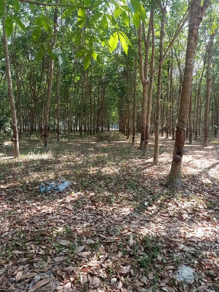 Bán đất Minh Hưng giá 2ty4 dt 123×64