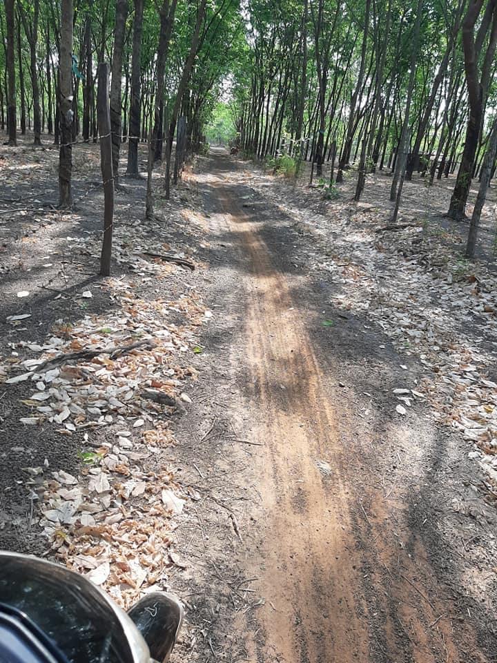 Bán 3,9ha cao su đất mt nhé