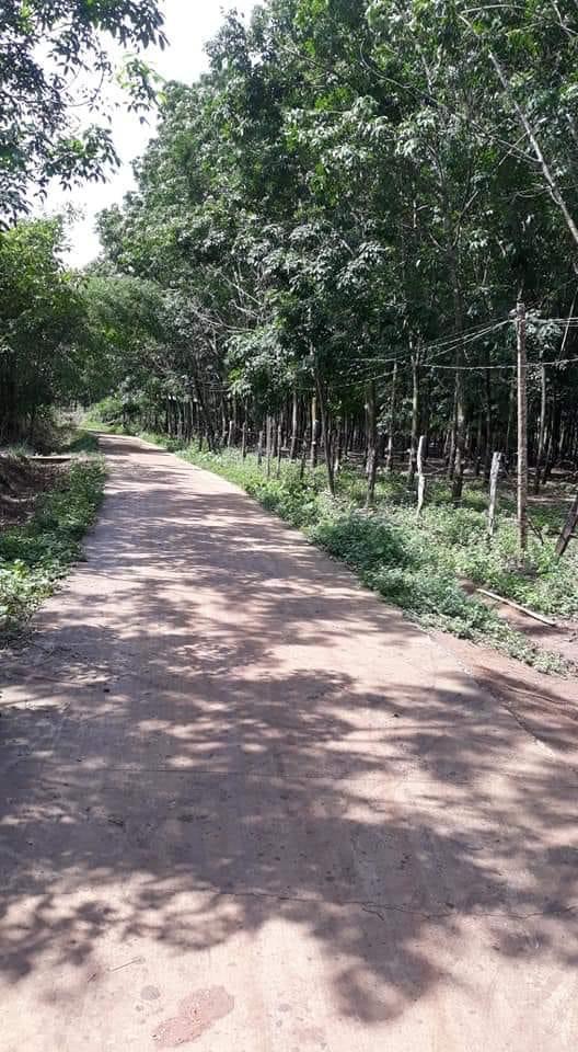 Bán 3hec điều đất bằng phẳng cách nhựa 1km bê tông vào tối đất