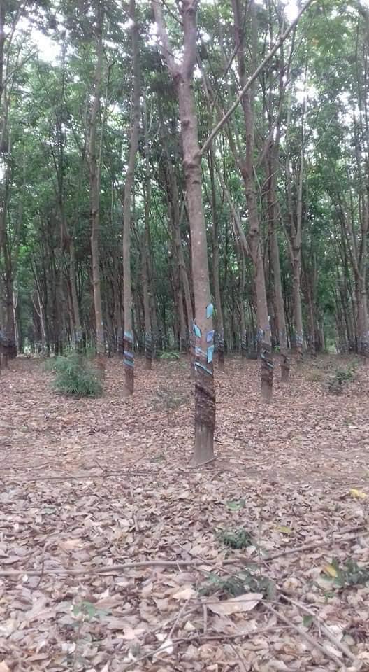 Cần ra đi 4ha2 cao su xã Lộc Thành cách đường Xuyên Á 400m