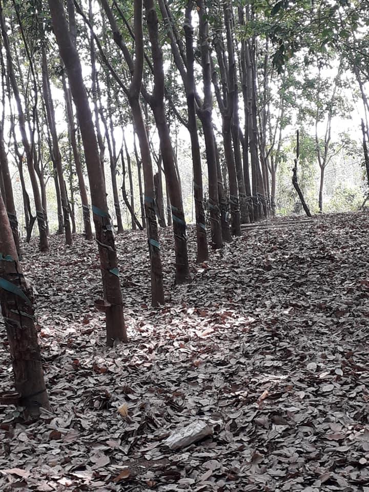 Bán 5,8sào cao su có thêm nhà cửa, chuồng trại,…. cách chợ Thanh Lương 1km