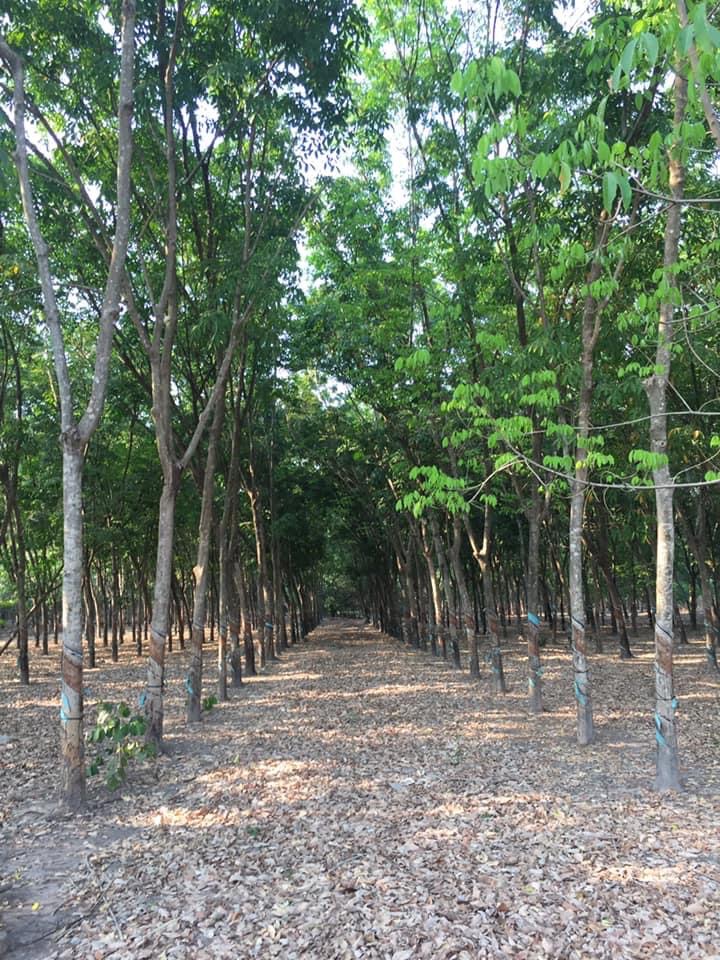 Bán 2,5 mẫu cao su 5năm đất đẹp bằng phẳng như sân bóng cách đường nhựa 1km hơn 50m mt