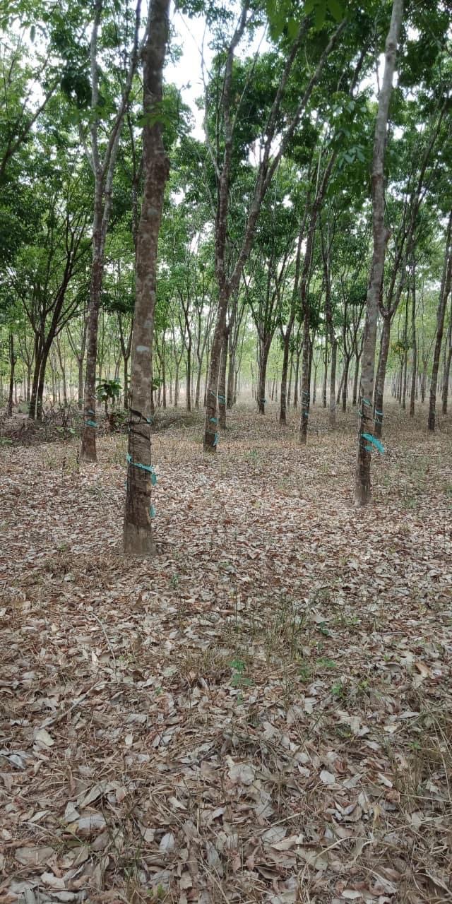 Cần bán 1,6ha cao su cạo kẹo đường lớn giá 1,1tỷ xã minh đức