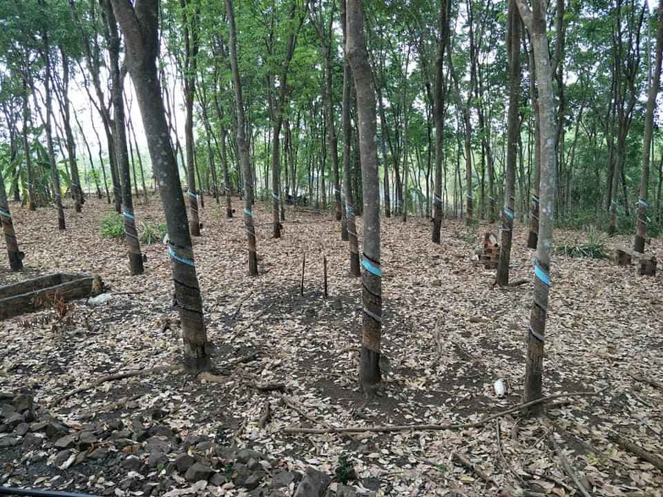 Bán 4xào6 cao su cộng nhà c4