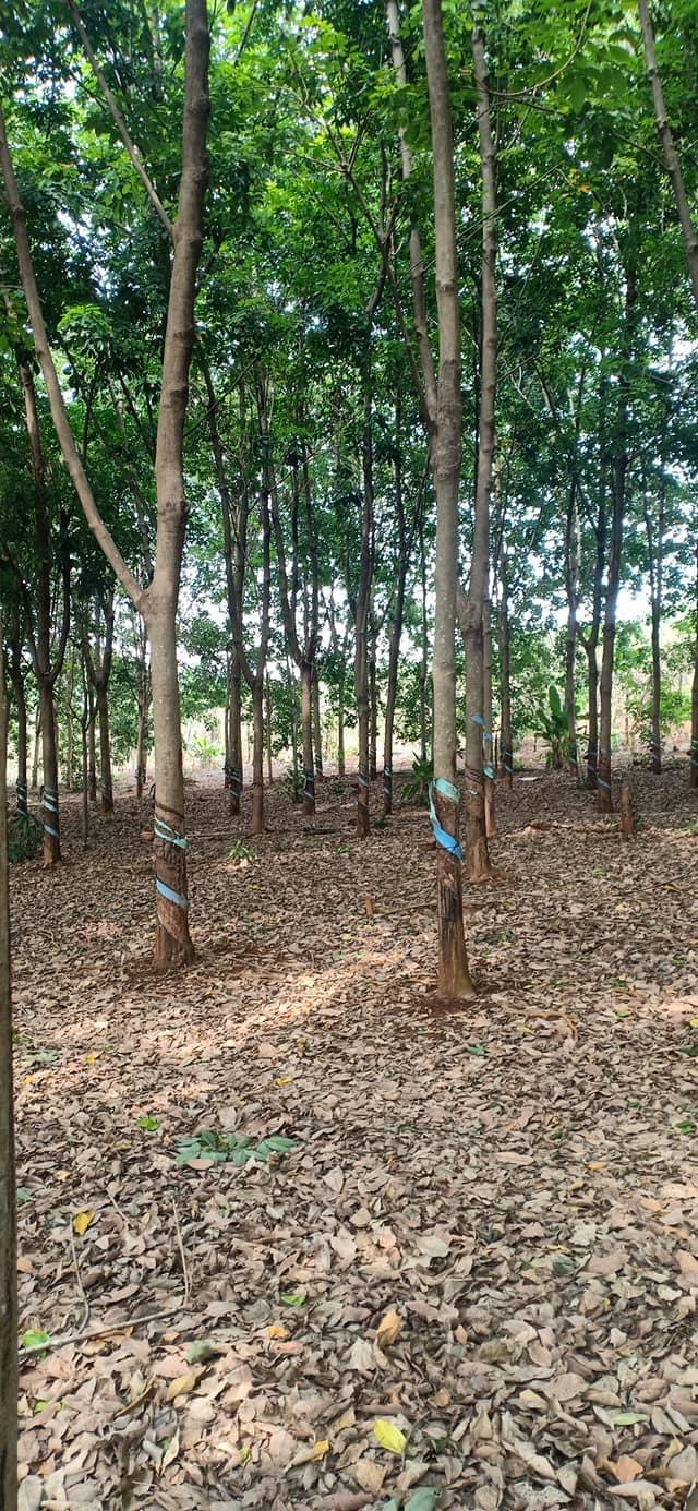 Bán 1mẫu đất trồng cây lâu năm gồm cao su và tiêu đất đỏ bazan cực tốt 2mt cách nhựa DT757 900m