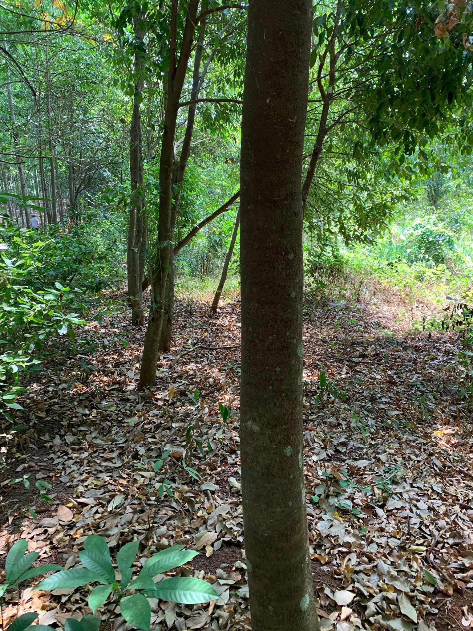 Bán 8 xào đất do trong Trầm Hương thuọcc ấp Thanh Hải