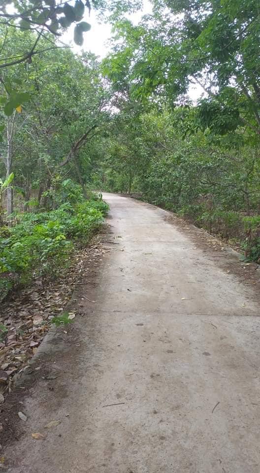 Bán 300m2 điều, cao su,.. có 100tc đất tại Thanh Lương