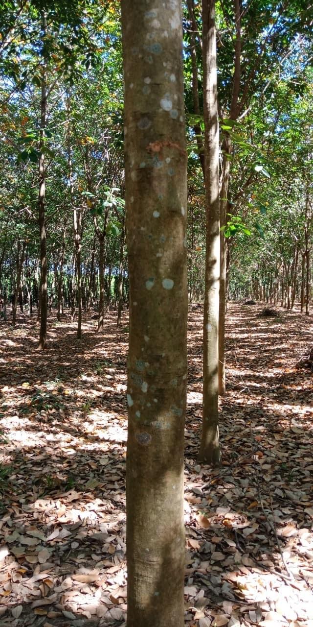 Bán 11,2ha cao su cách điện 3 pha 50m xã minh tâm giá 750tr/ha