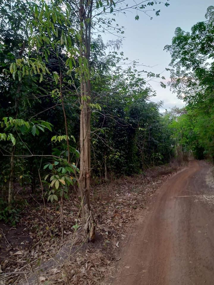Cần bán gấp 1ha tiêu cách trường c3 2km Lộc Hiệp