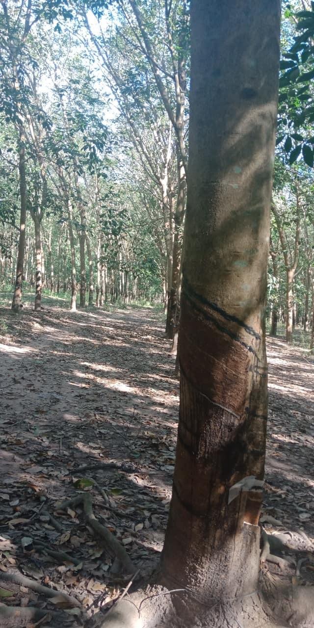 Bán 5,8ha cao su an khương giá 5,3 tỉ