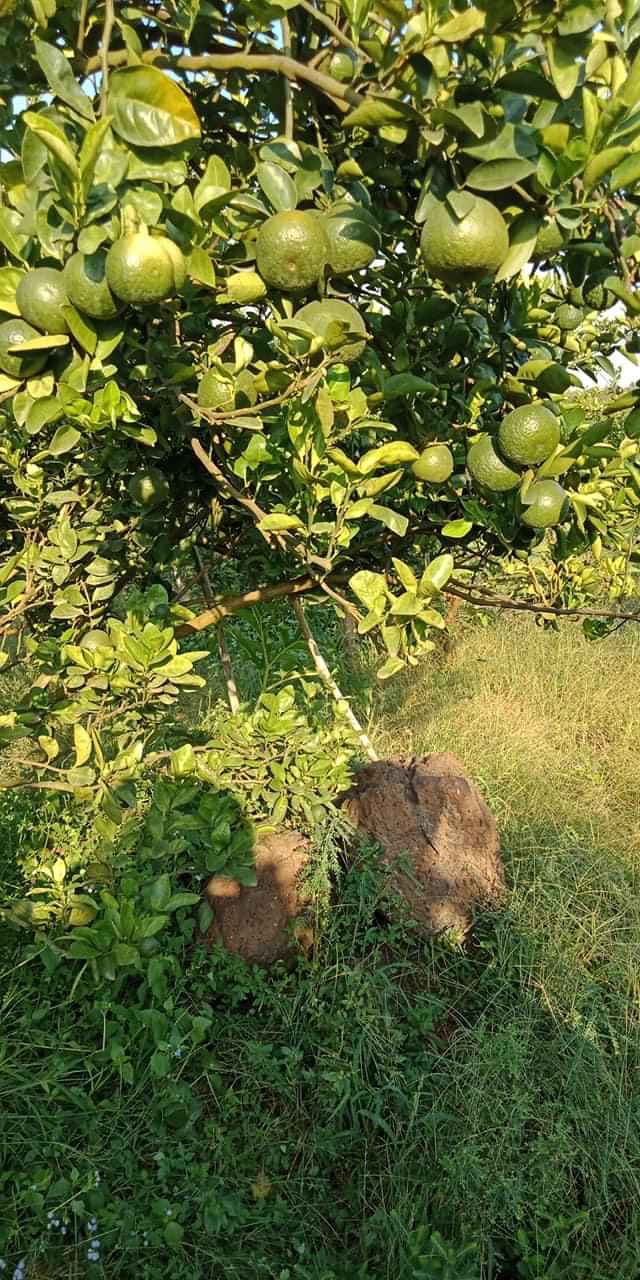 Bán vườn quýt dt 2hec5 có thêm ổi,mít …..