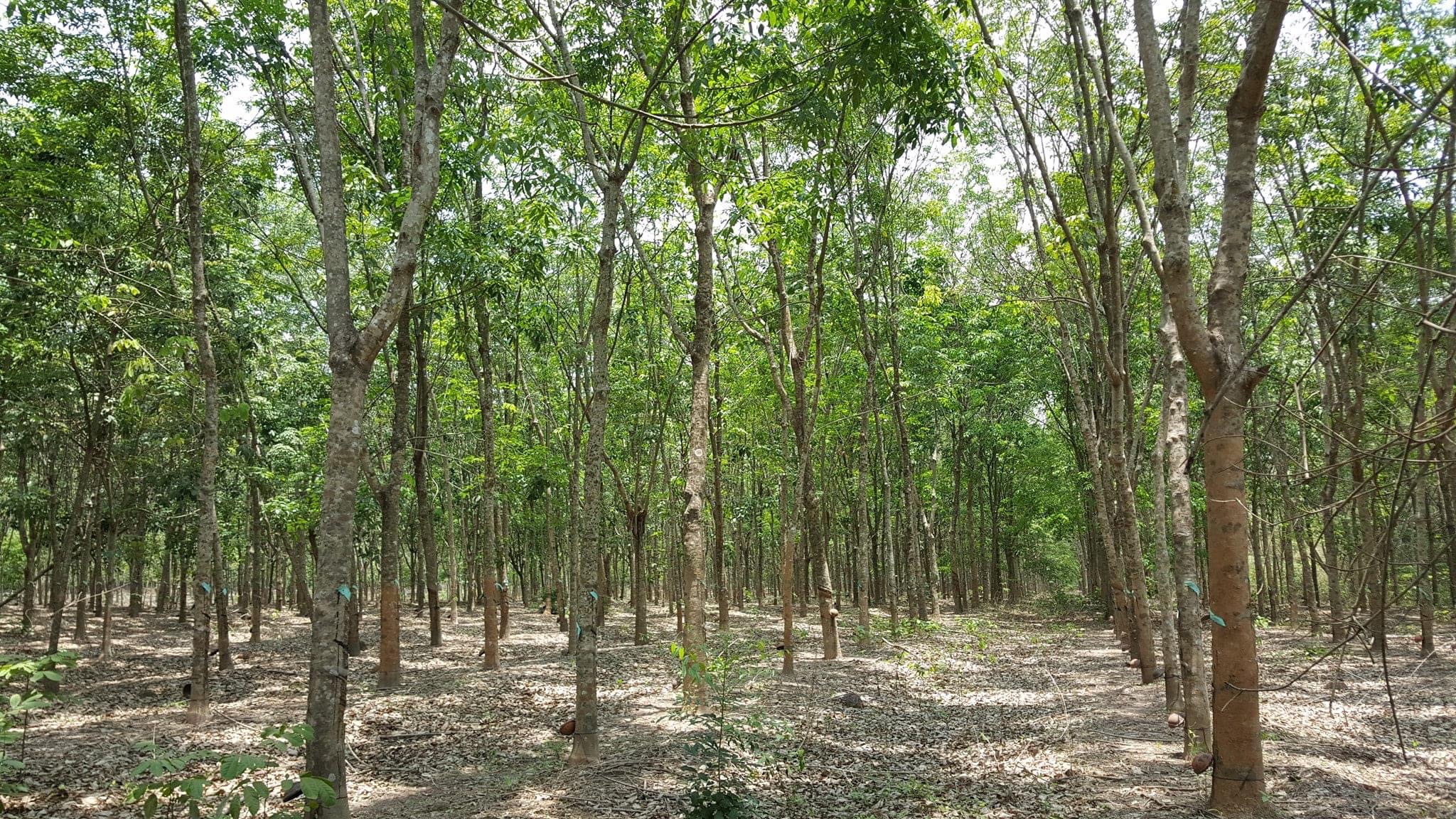 Bán 3,7ha cao su xã Lộc Khánh cao su cạo 5năm 2mt cao su nhiều mủ