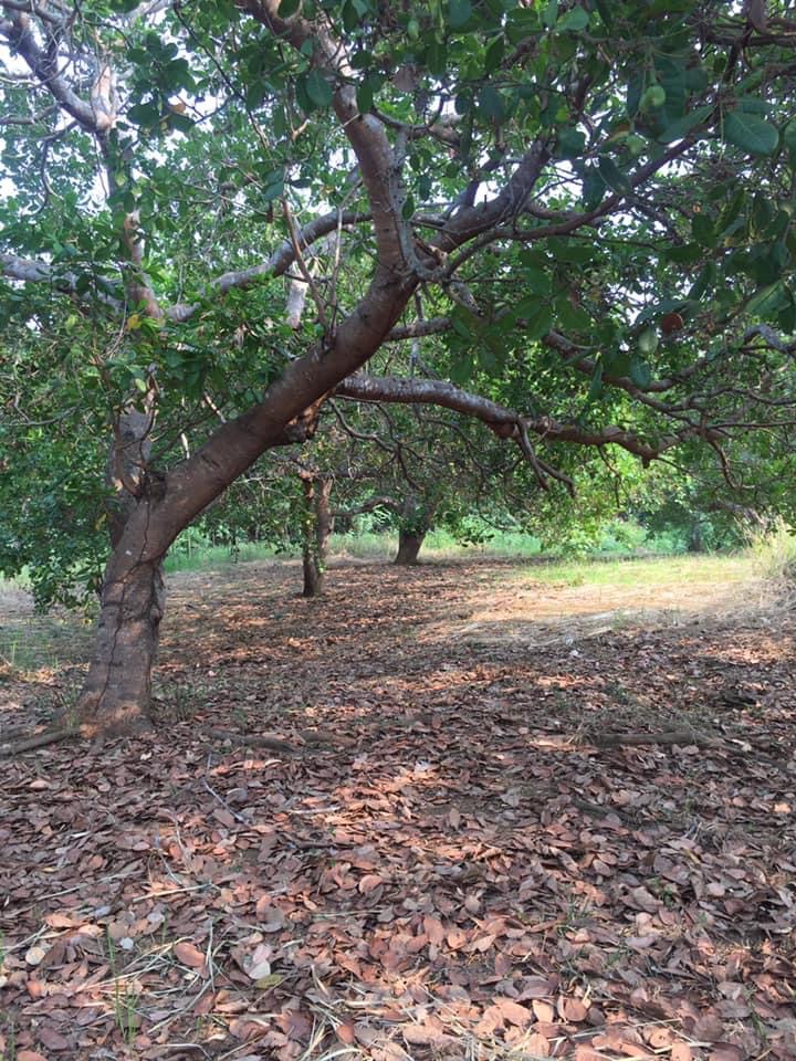 Bán 1,3ha điều suối chảy quanh đất diện nước đầy đủ 5-6m mt