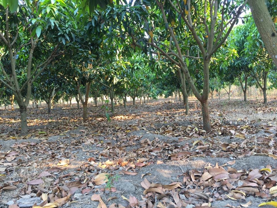 Bán 7,3xào trồng cây ăn trái đc 4 năm sổ đỏ chính quy+50m tc tặng căn nhà c4
