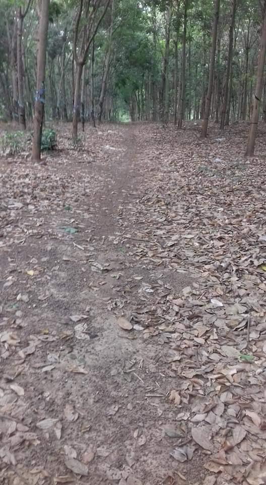 Cần ra đi 4ha2 cao su xã Lộc Thành cách đường Xuyên Á 400m