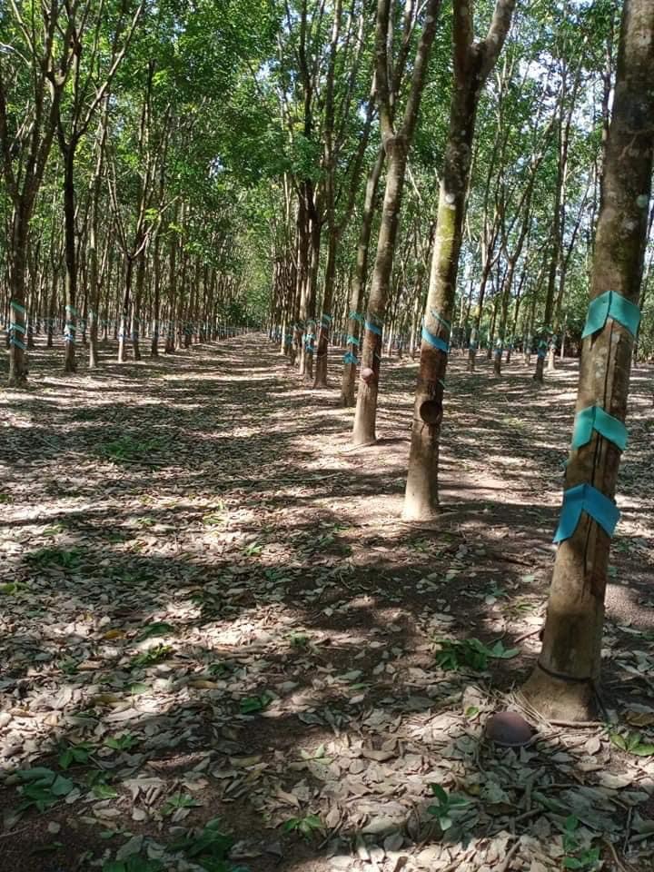Bán 7,3ha cao su có hơn 350m mặt đường xã lộc thành giá 1ti/ha