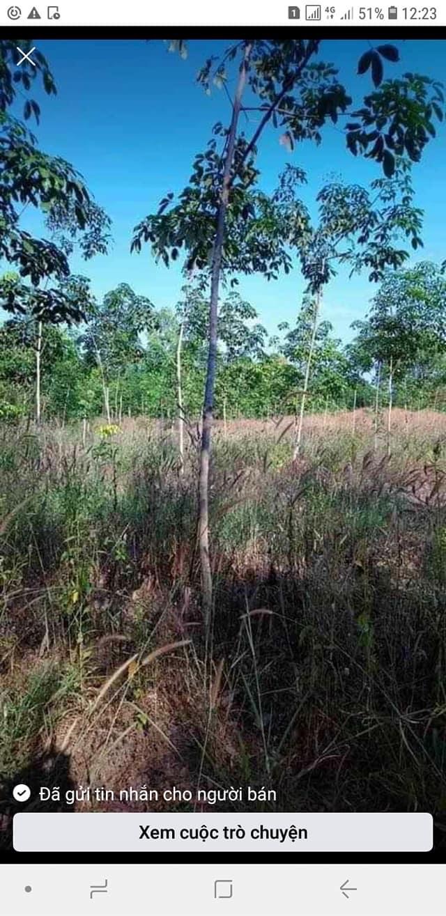 Bán 1ha3 cao su trong dc 2 năm thuộc ấp Chảng Hai Lộc Quang