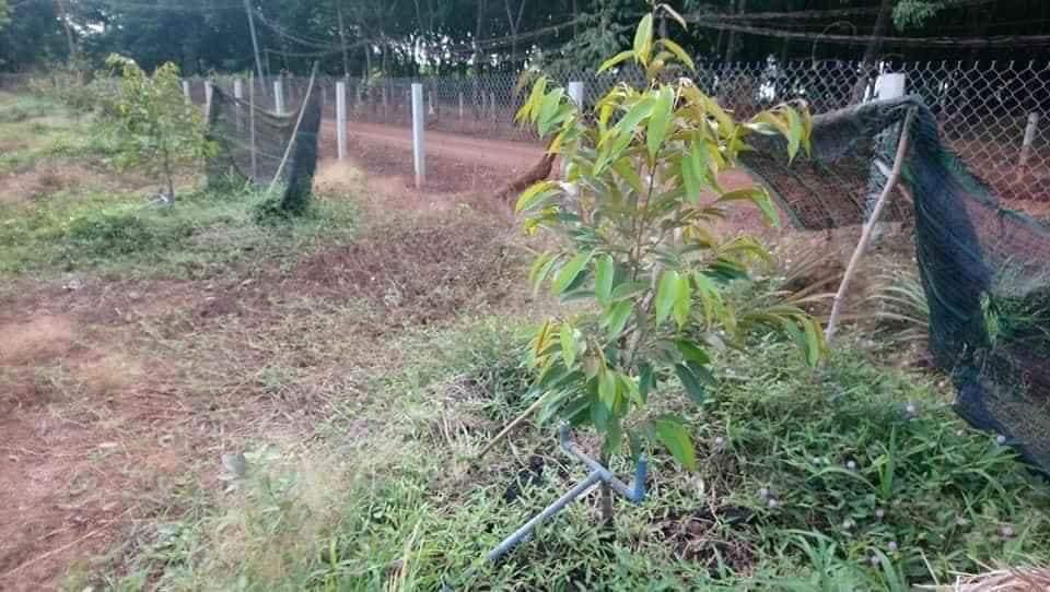 Cần bán 2,2ha đất trồng sầu riêng, bơ, mít,.. dát đỏ bazan bằng phẳng đường nhựa chuẩn bị làm có hệ thống tưới nước tự động