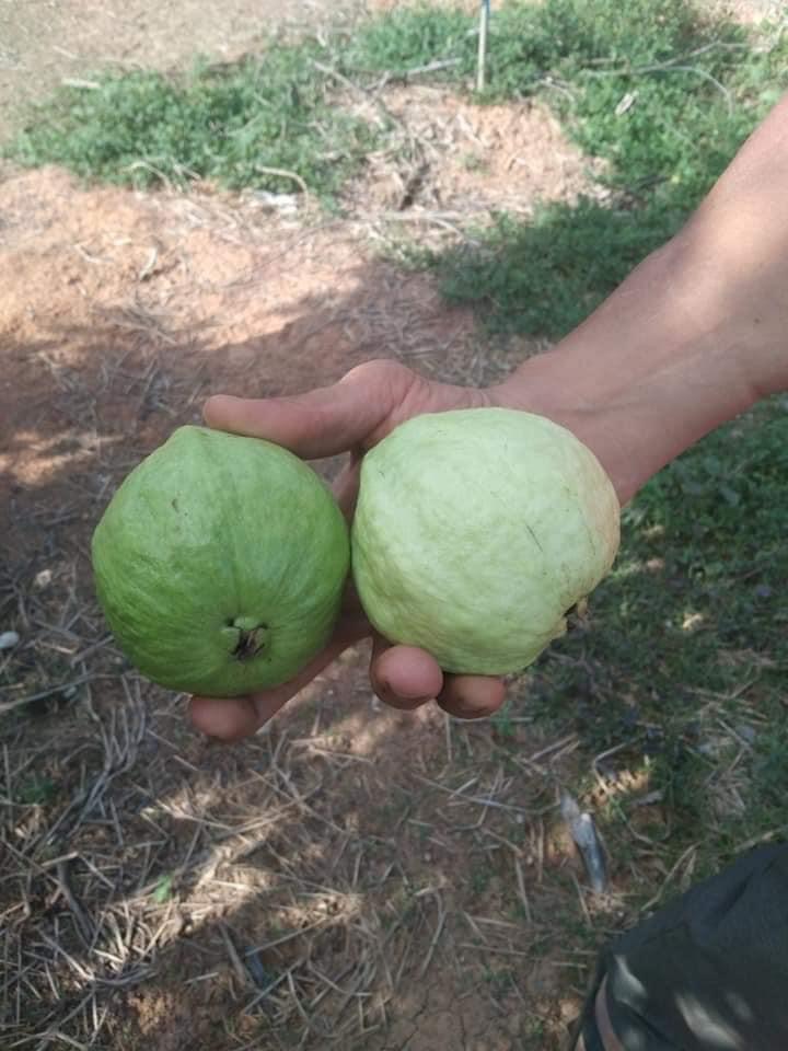 Bán 5,3xào đất trồng cây ăn trái sẵn: ổi, bưởi, cam, chôm chôm