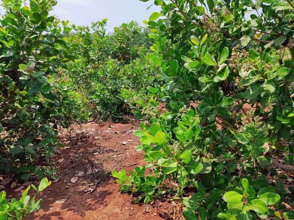 Bán 2,1ha đất đỏ bazan cách nhà máy Lộc Hiệp 2,5km giá 750tr/ha