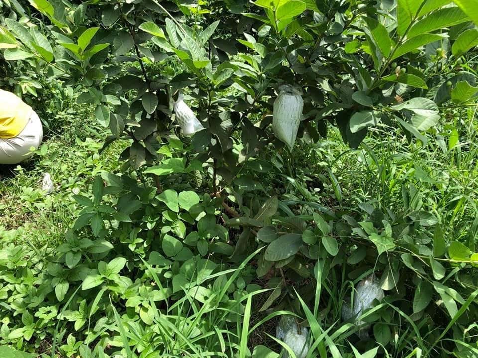 Bán khu đất có nhà và vườn 25mtx52 sát vách KCN tương lai cách bê tông 200m