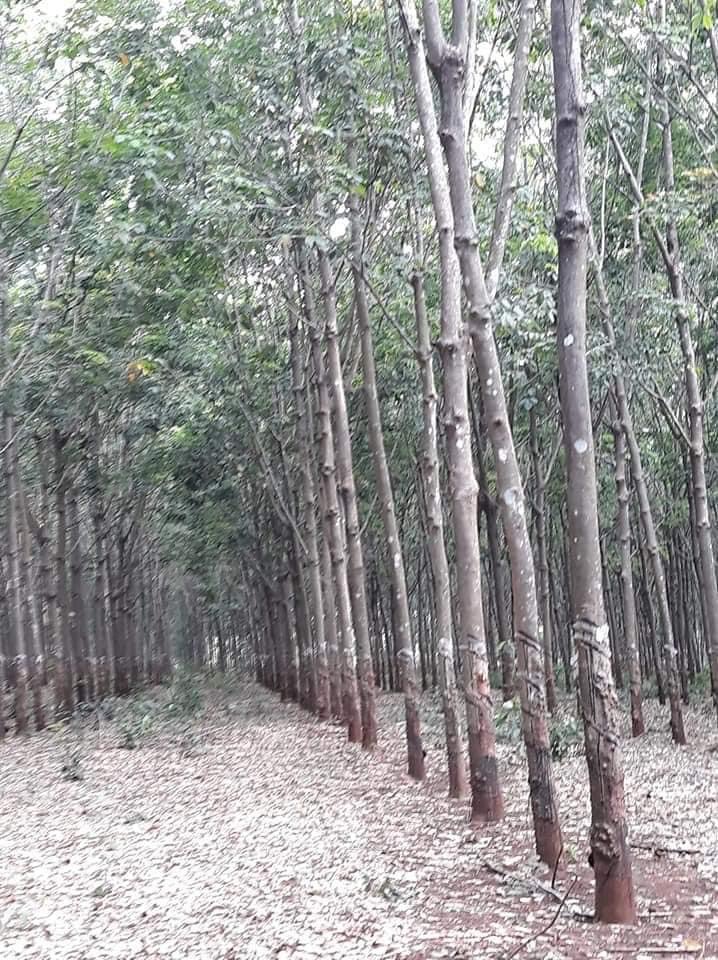 Phước An  8 sào cao su đẹp và rẻ