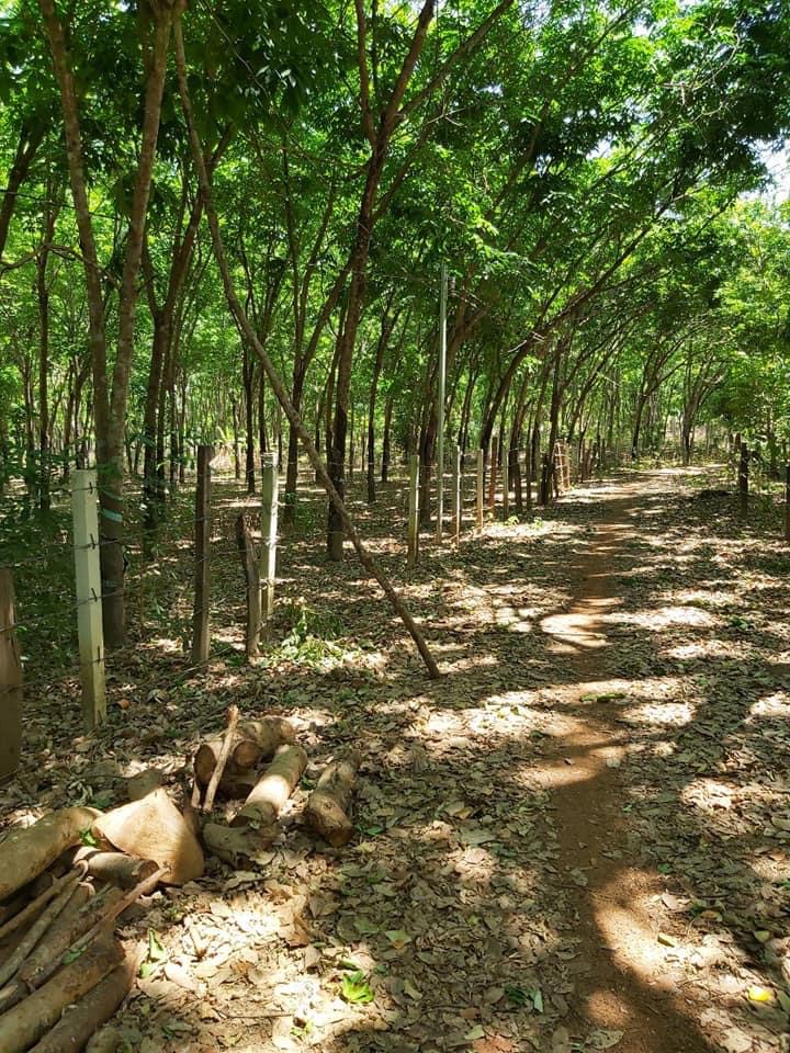 Bán hơn 2hec cao su đẹp mt có nhà sẵn 400tc