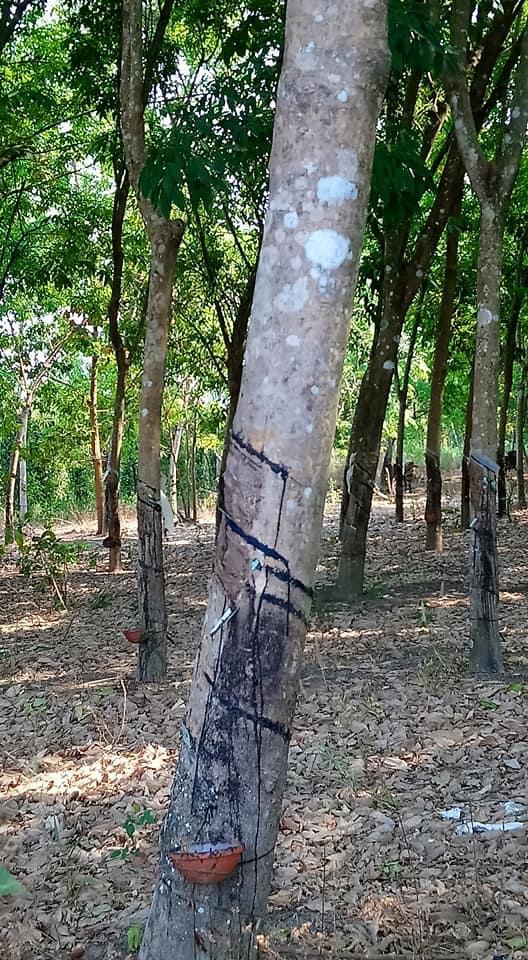 Bán 1,3ha cao su đang cạo cây to mủ đều đường đi lại thuận tiện