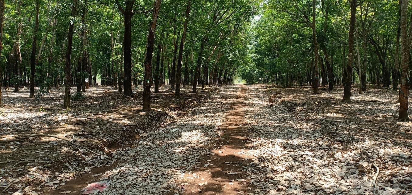 Bán 25ha cao su và vườn ăn trái thuộc ấp Sở Xiêm giá 700tr/ha