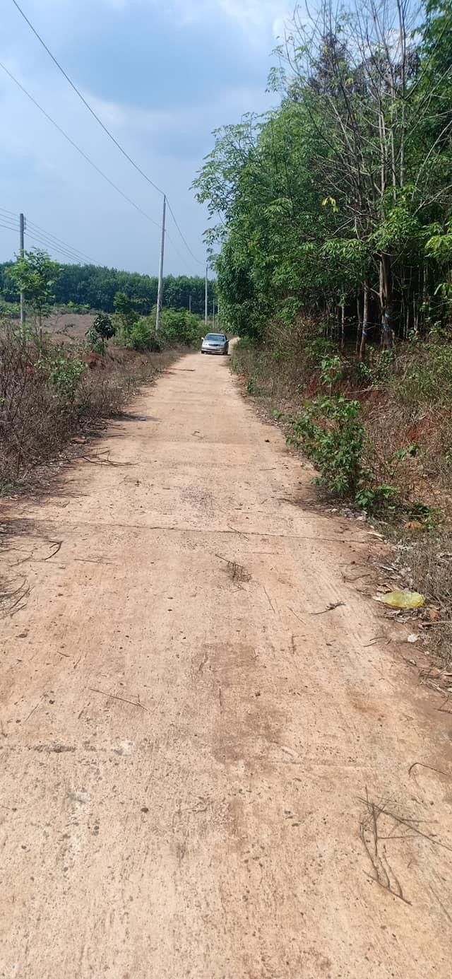 Bán 1mẫu đất trồng cây lâu năm gồm cao su và tiêu đất đỏ bazan cực tốt 2mt cách nhựa DT757 900m