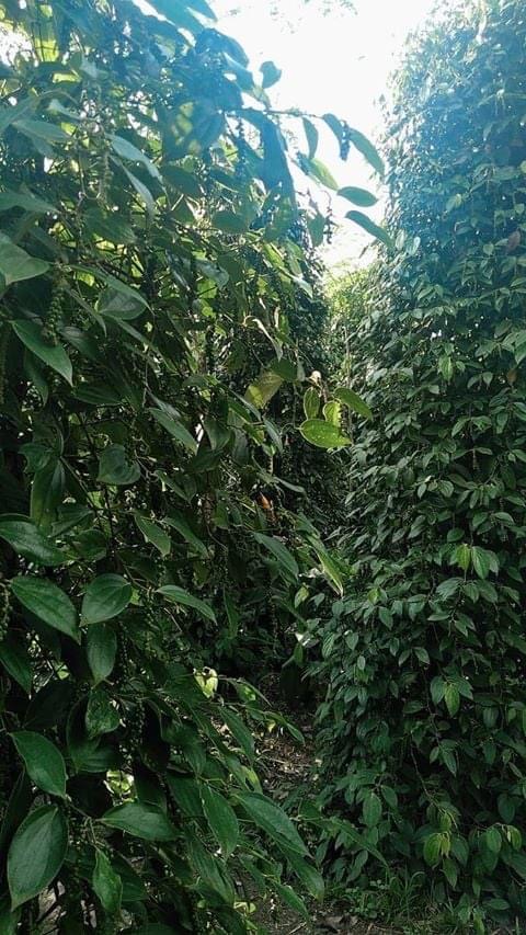 Cần bán vườn dt 1mẫu1 kèm nhà 200m2 vườn gồm có tiêu, cà phê, cao su