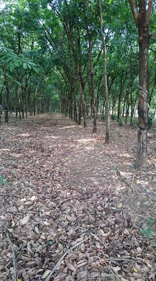 Bán 2,8ha cao su cách đường DT756 2km có ngay 70m mt liên ấp chuẩn bị lên nhựa