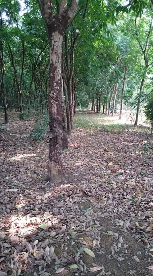 Bán 2,8ha cao su cách đường DT756 2km có ngay 70m mt liên ấp chuẩn bị lên nhựa