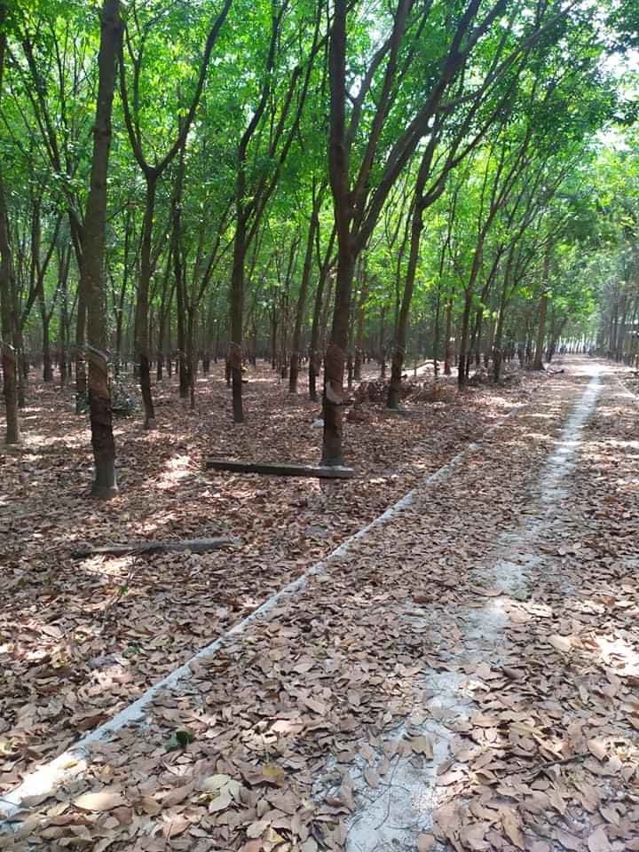 Bán đất có cao su 4700m2 100mtc cách KCN 1km